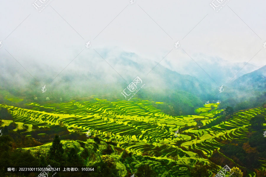 篁岭油菜花田