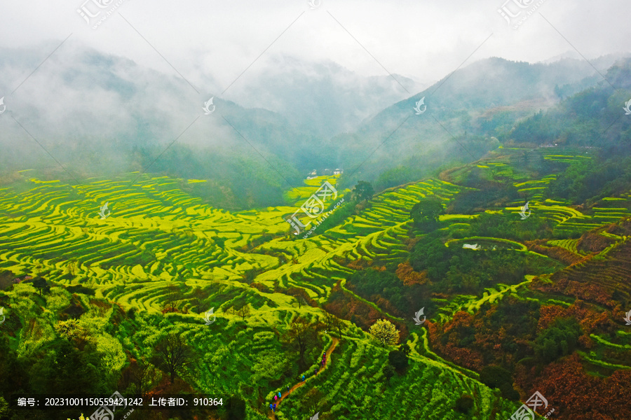 篁岭油菜花