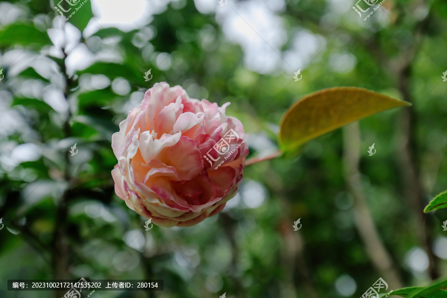 一朵茶花