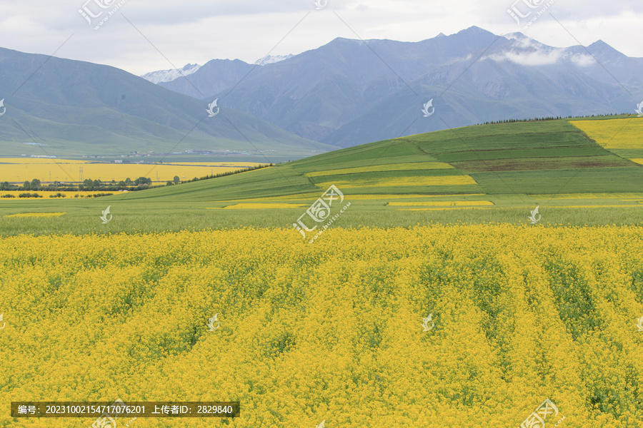 青海门源油菜花