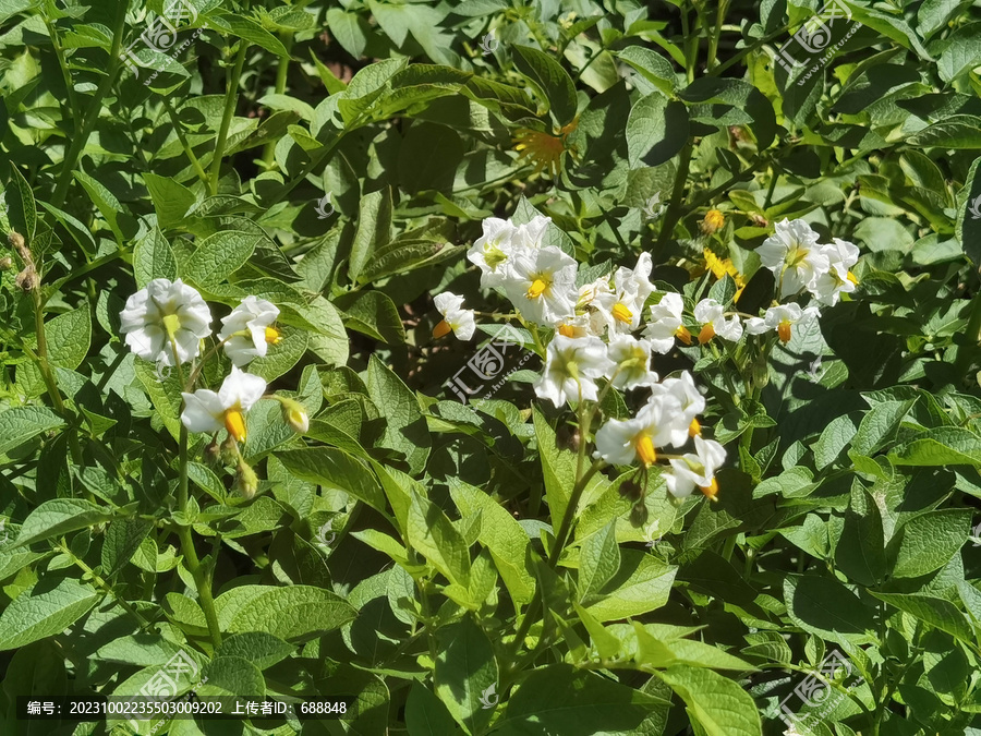 马铃薯花