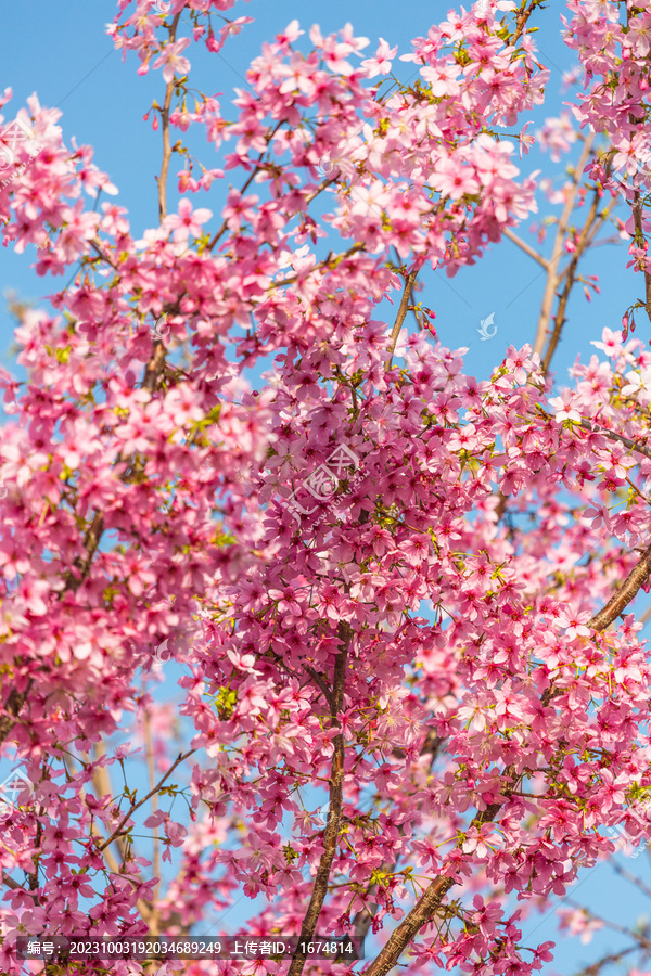 樱花天空