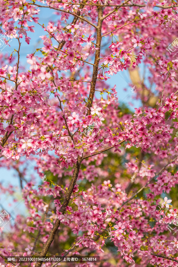 樱花天空