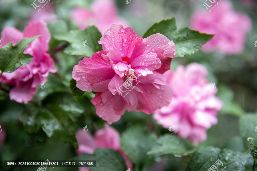 雨中的木槿花