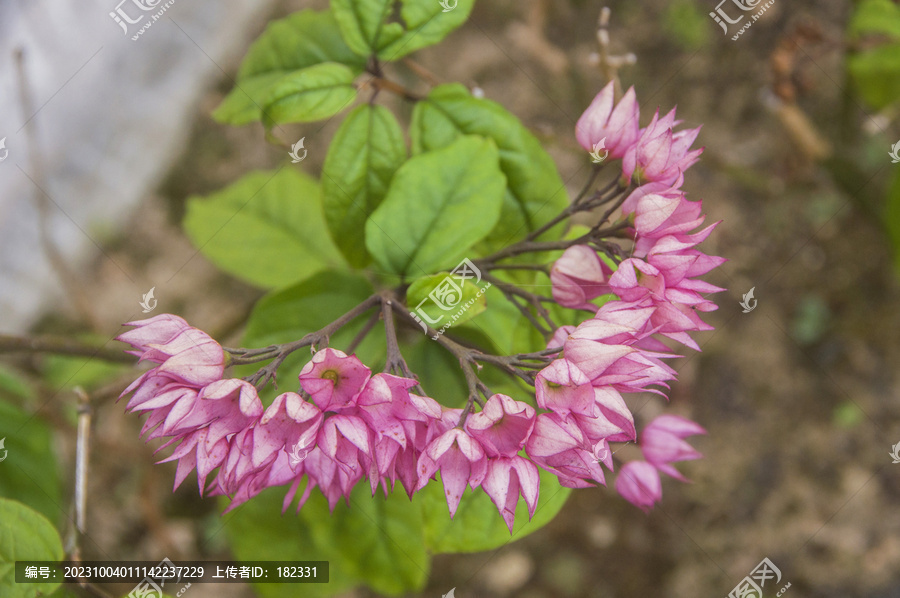 龙吐珠花草