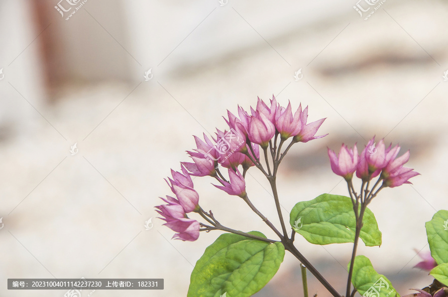 红萼龙吐珠花朵