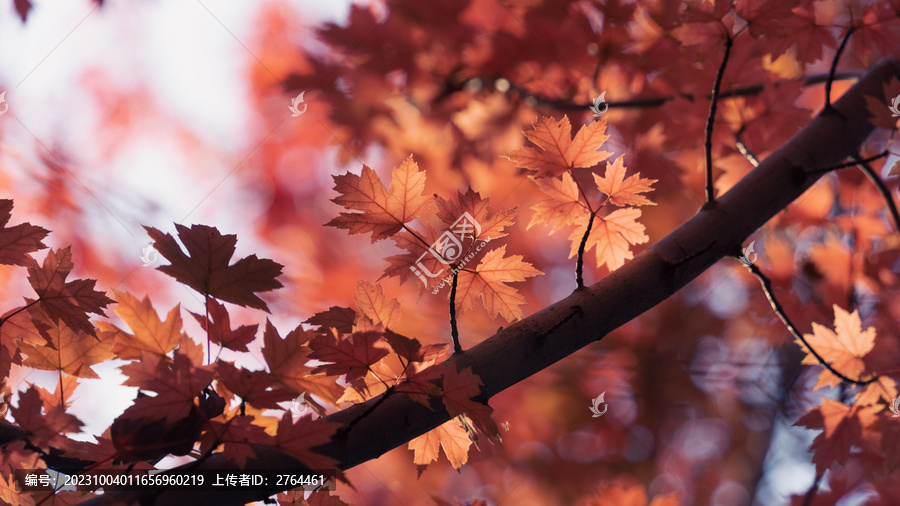 秋天唯美枫叶背景