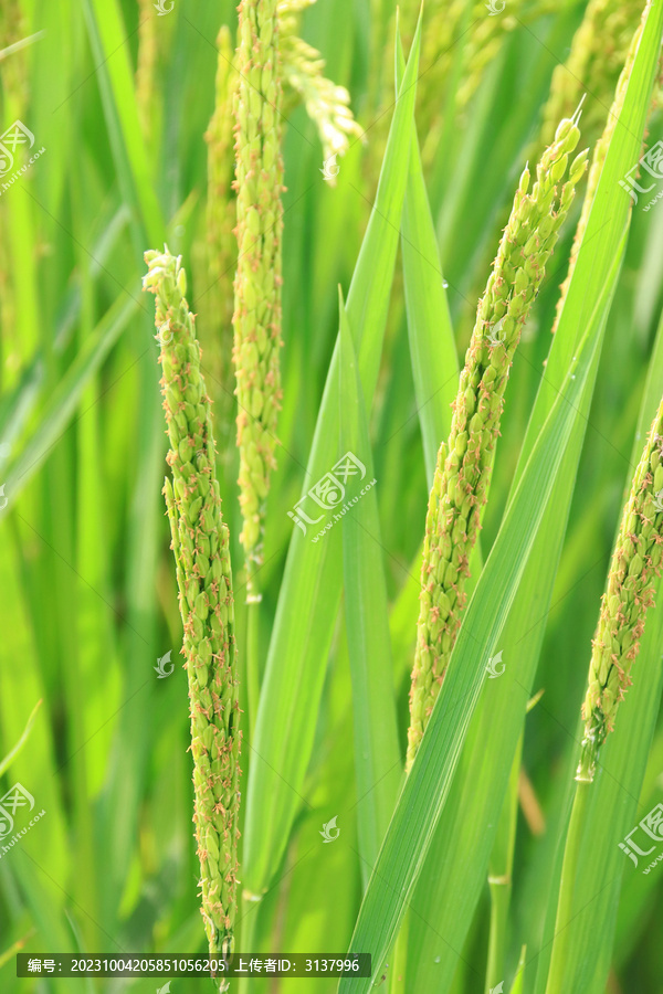 乡村水稻生长期