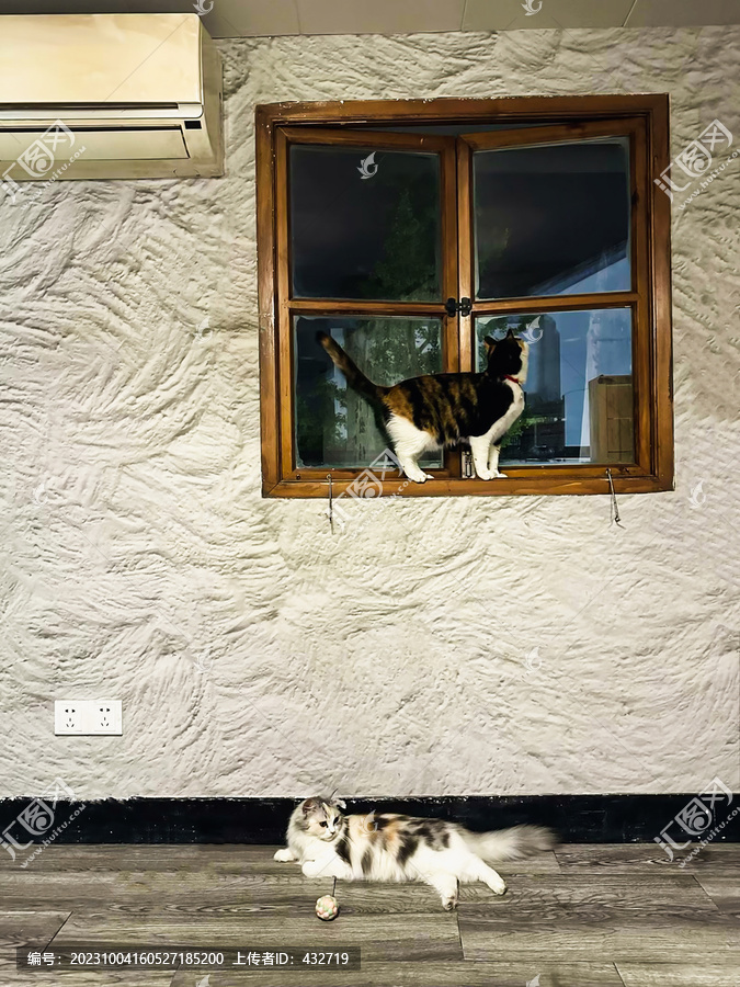老式窗户猫咪