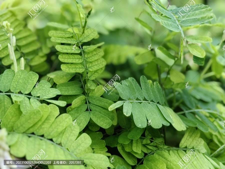 鸡骨草叶子