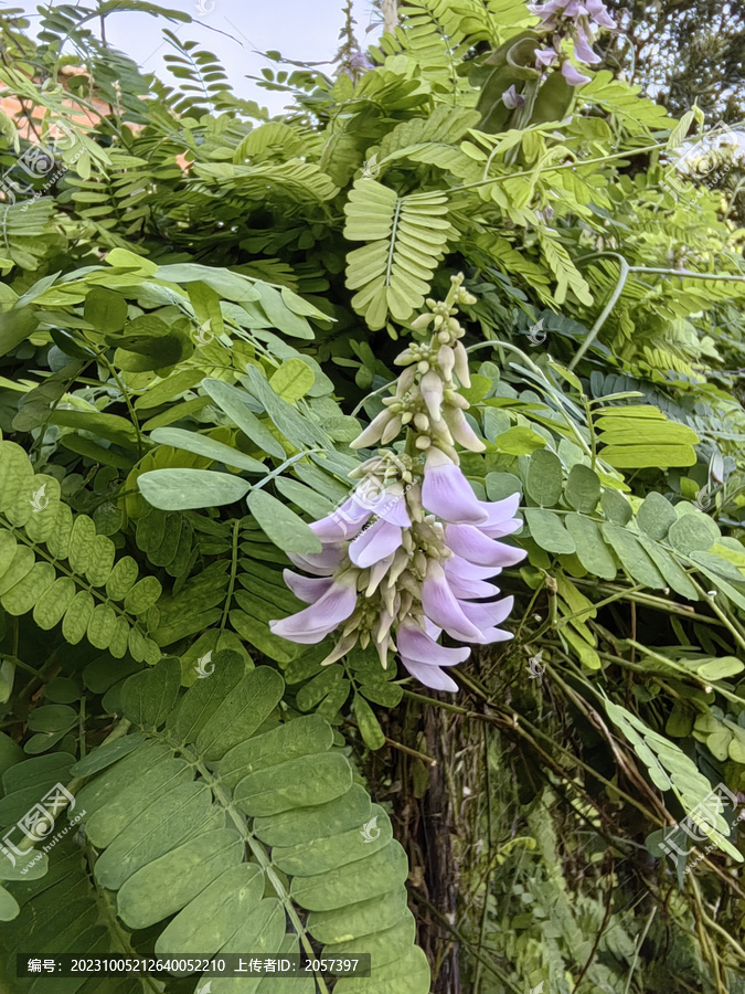 鸡骨草花朵