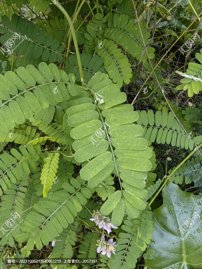 鸡骨草