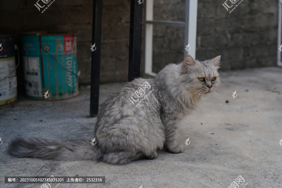 小猫猫萌宠宠物猫可爱萌猫