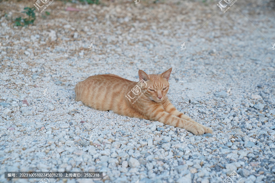 小猫猫萌宠宠物猫可爱萌猫