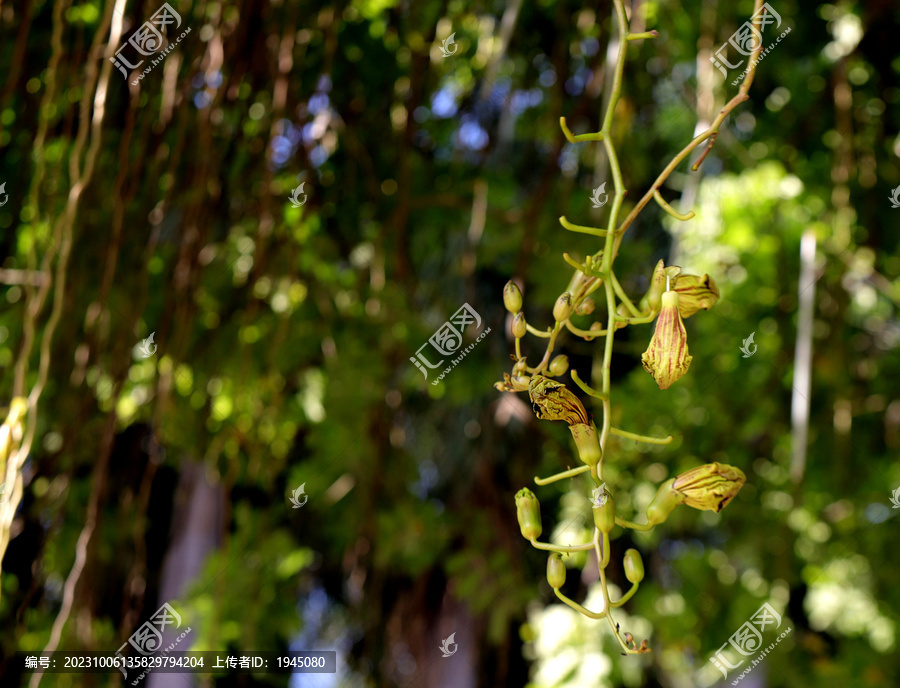 吊灯树花枝