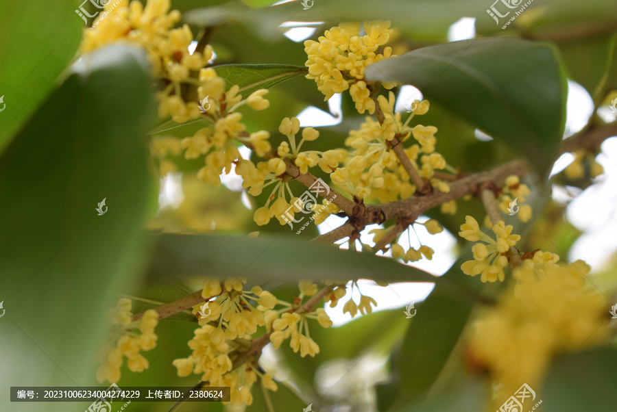 桂花花枝