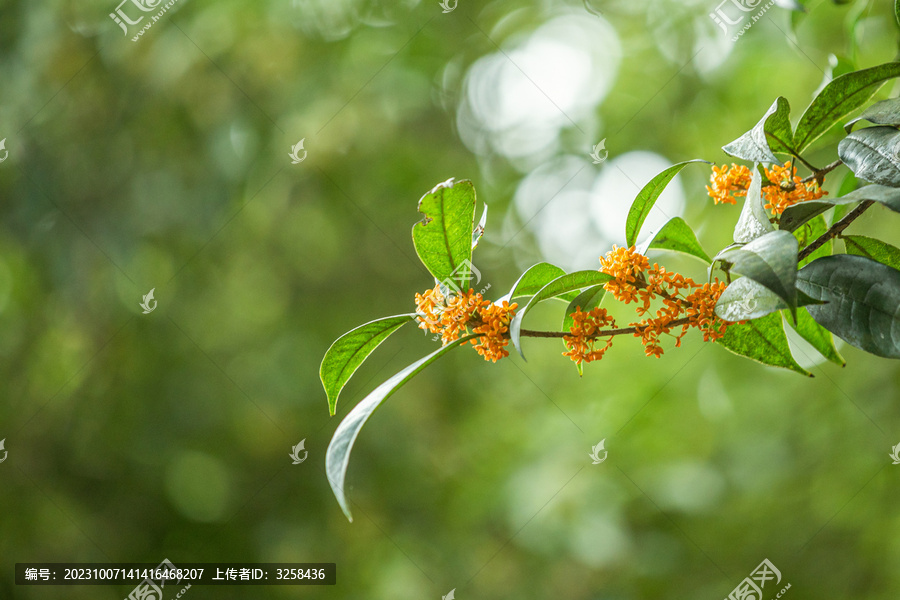 桂花特写