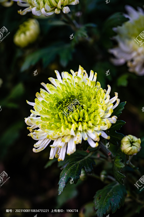 秋天里盛开的菊花