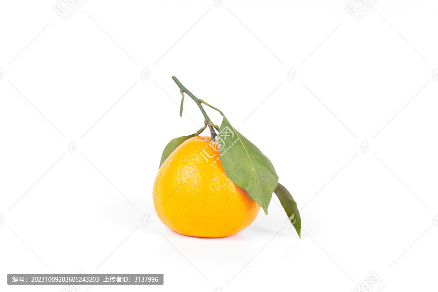 新鲜丑橘