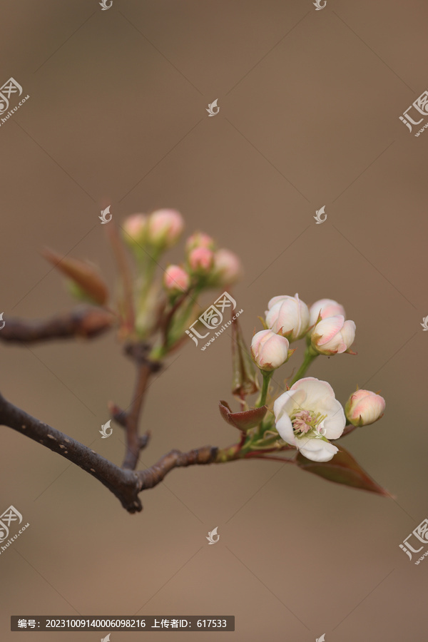 梨树开花