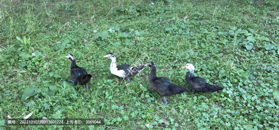 草地上的4只雁鸭