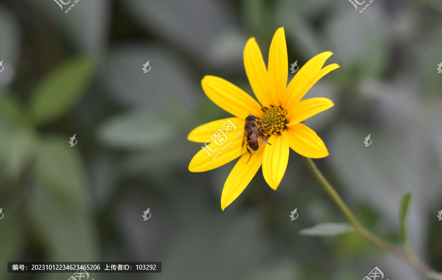 花朵上采蜜的小蜜蜂