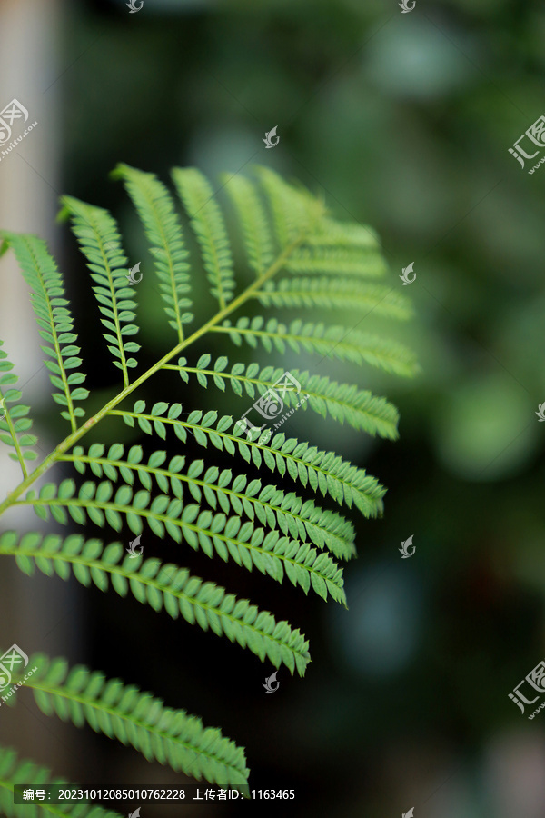 蕨类植物