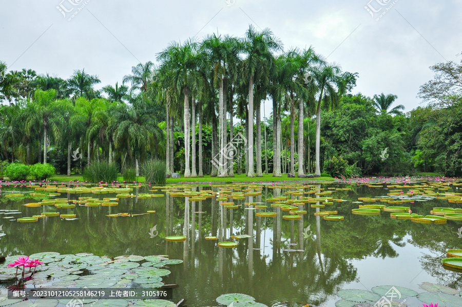 热带雨林植物版纳植物园