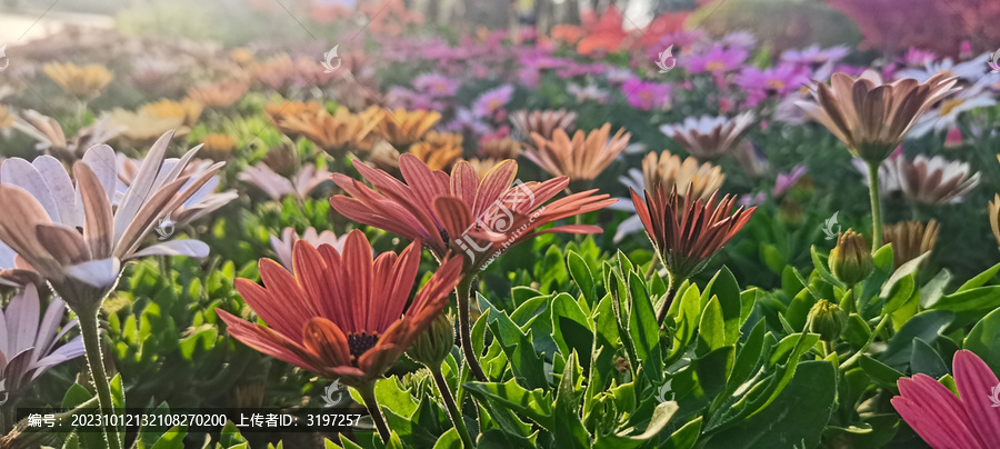 彩色菊花
