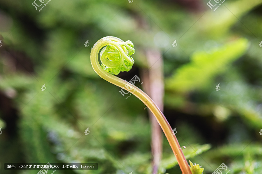 蕨类植物枝叶微距特写