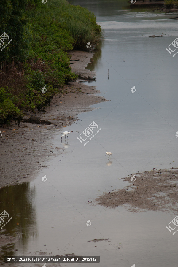 沼泽湿地芦苇白鹭摄影