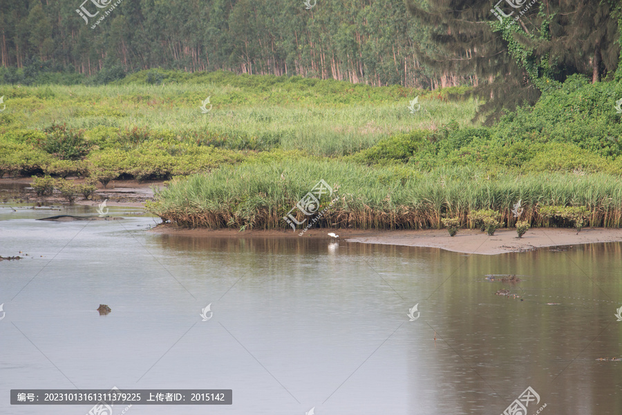 沼泽湿地芦苇白鹭摄影