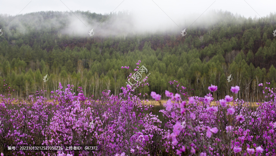 杜鹃花