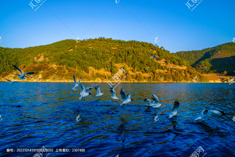 云南泸沽湖景区海鸥动态抓拍