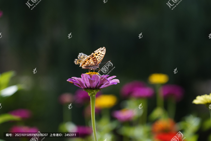 生态蝴蝶花朵特写