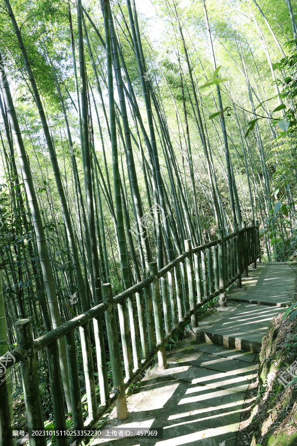 竹林步道