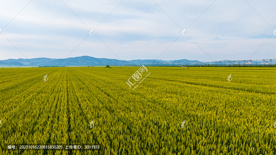 麦子农田