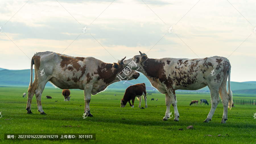 草原黄牛
