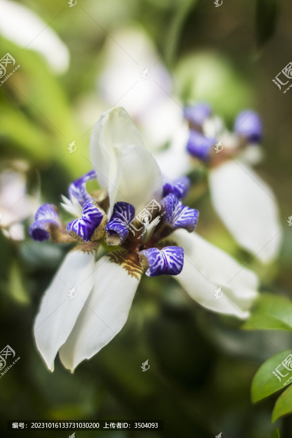 巴西鸢尾花