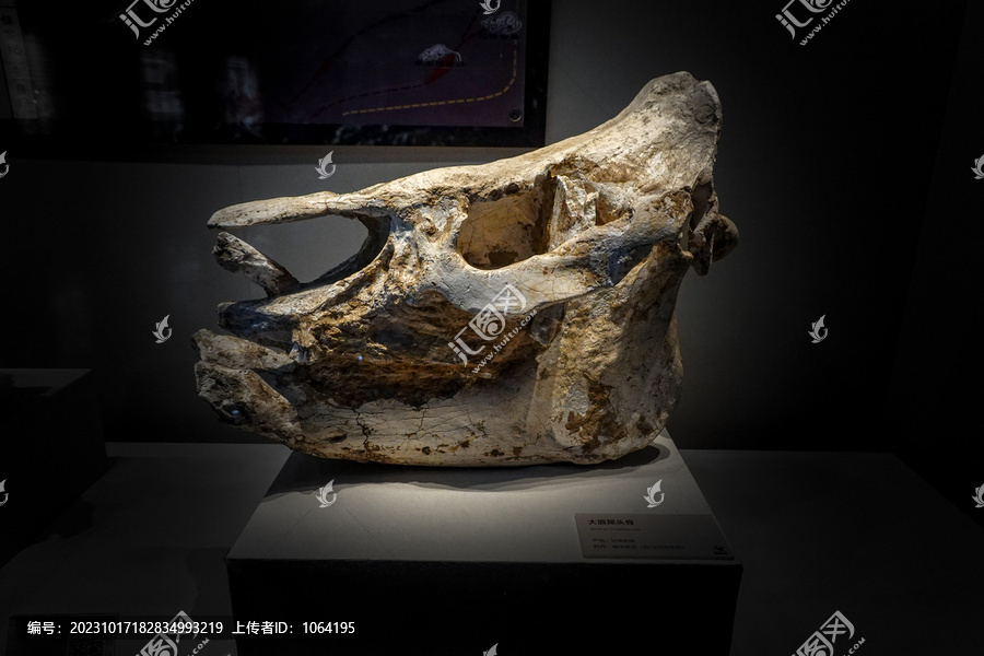 大唇犀头骨化石