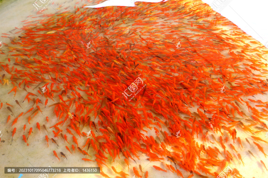 一群红色小金鱼