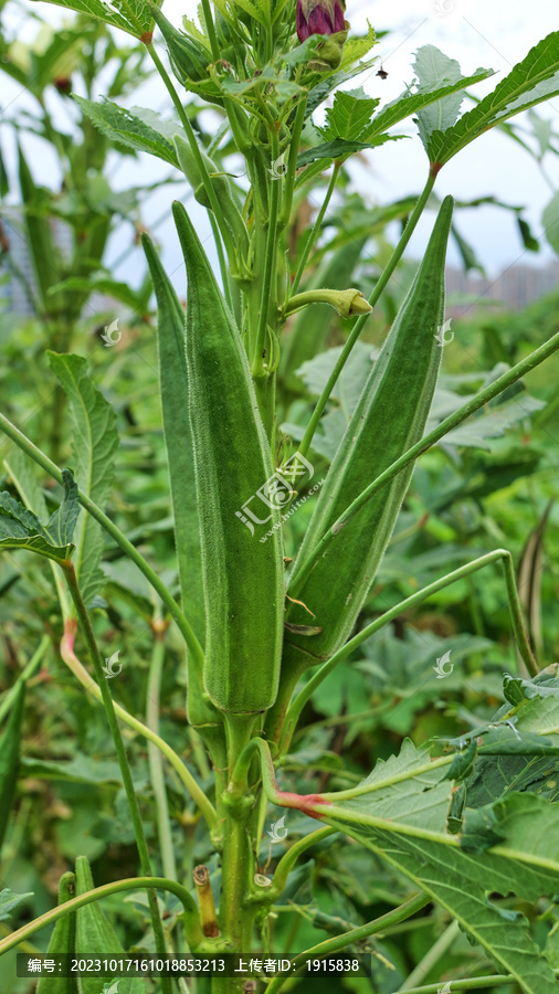 秋葵种植