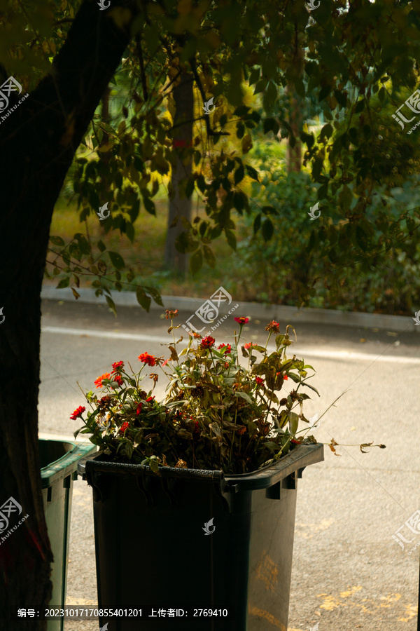 垃圾桶里的花