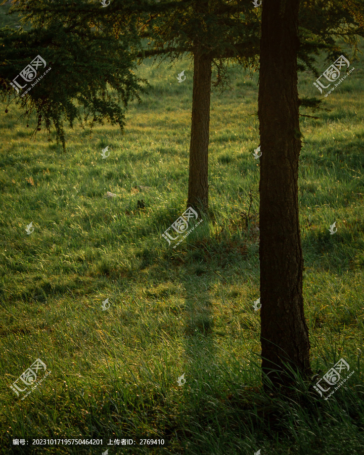 松树林草地