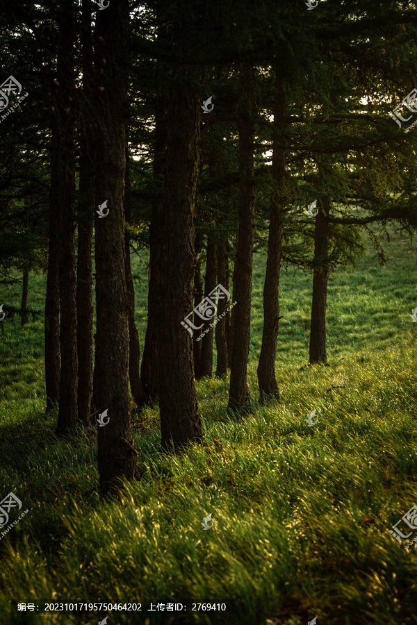 松树林草地