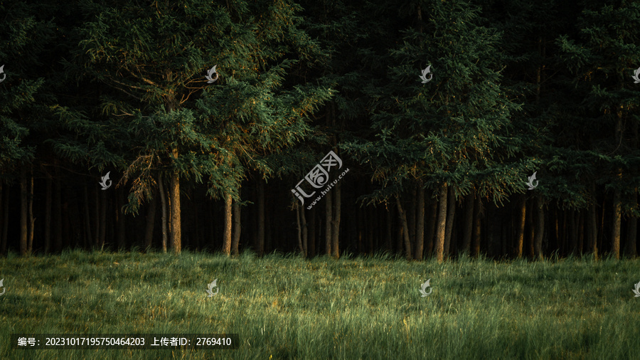 松树林草地