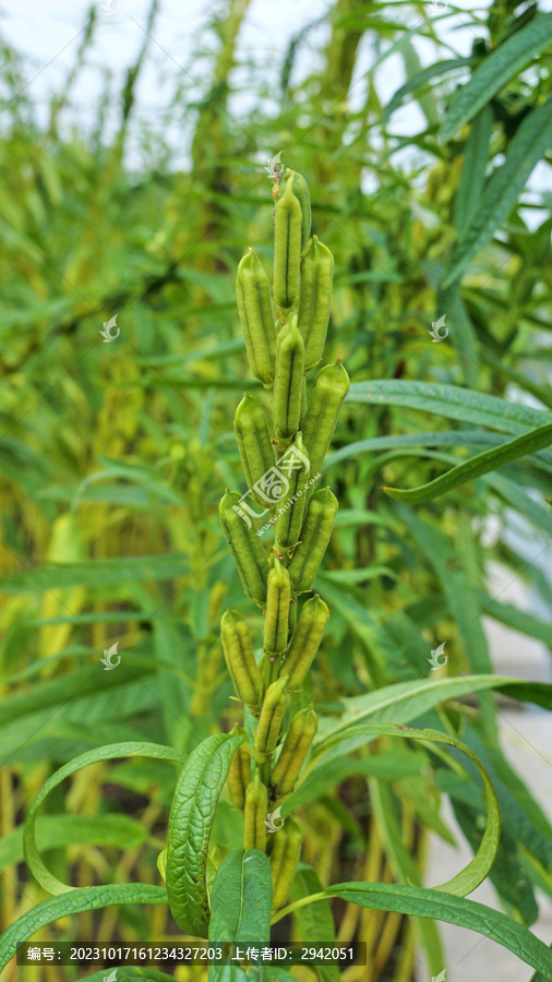 芝麻地芝麻种植