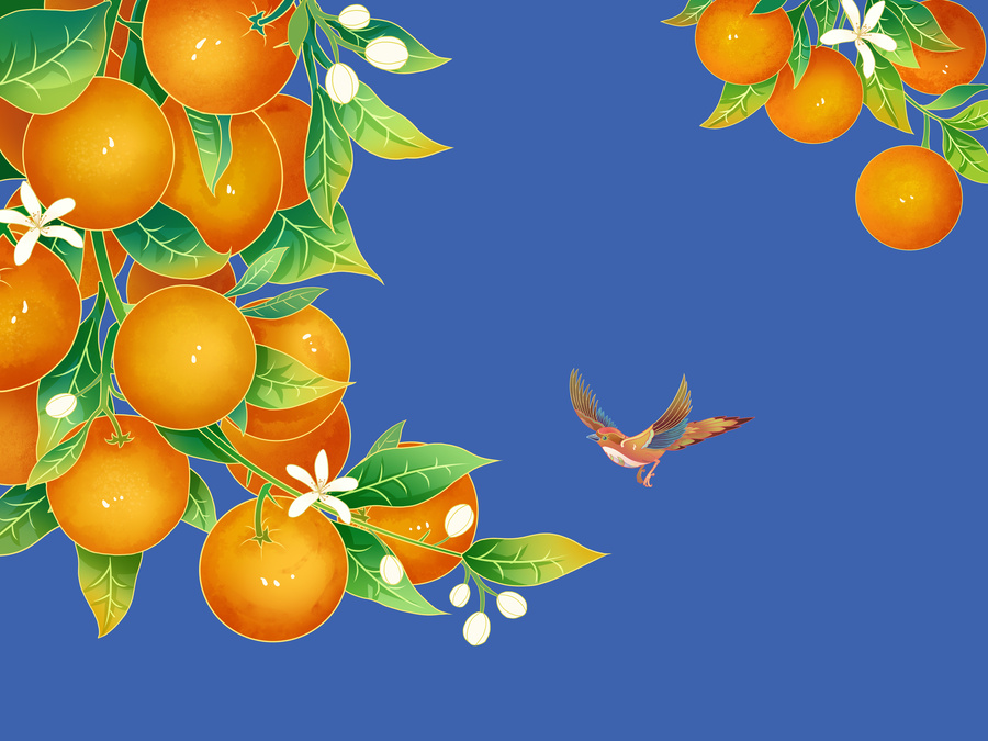 国风橙子橘子手绘插画