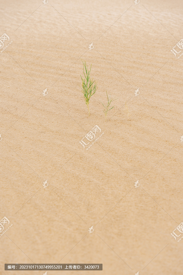 内蒙古阿拉善盟沙漠中的小草