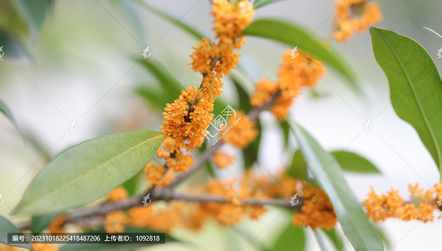 桂花实拍